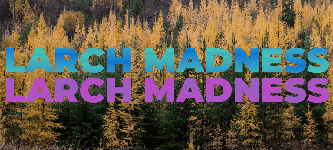 Larch Madness