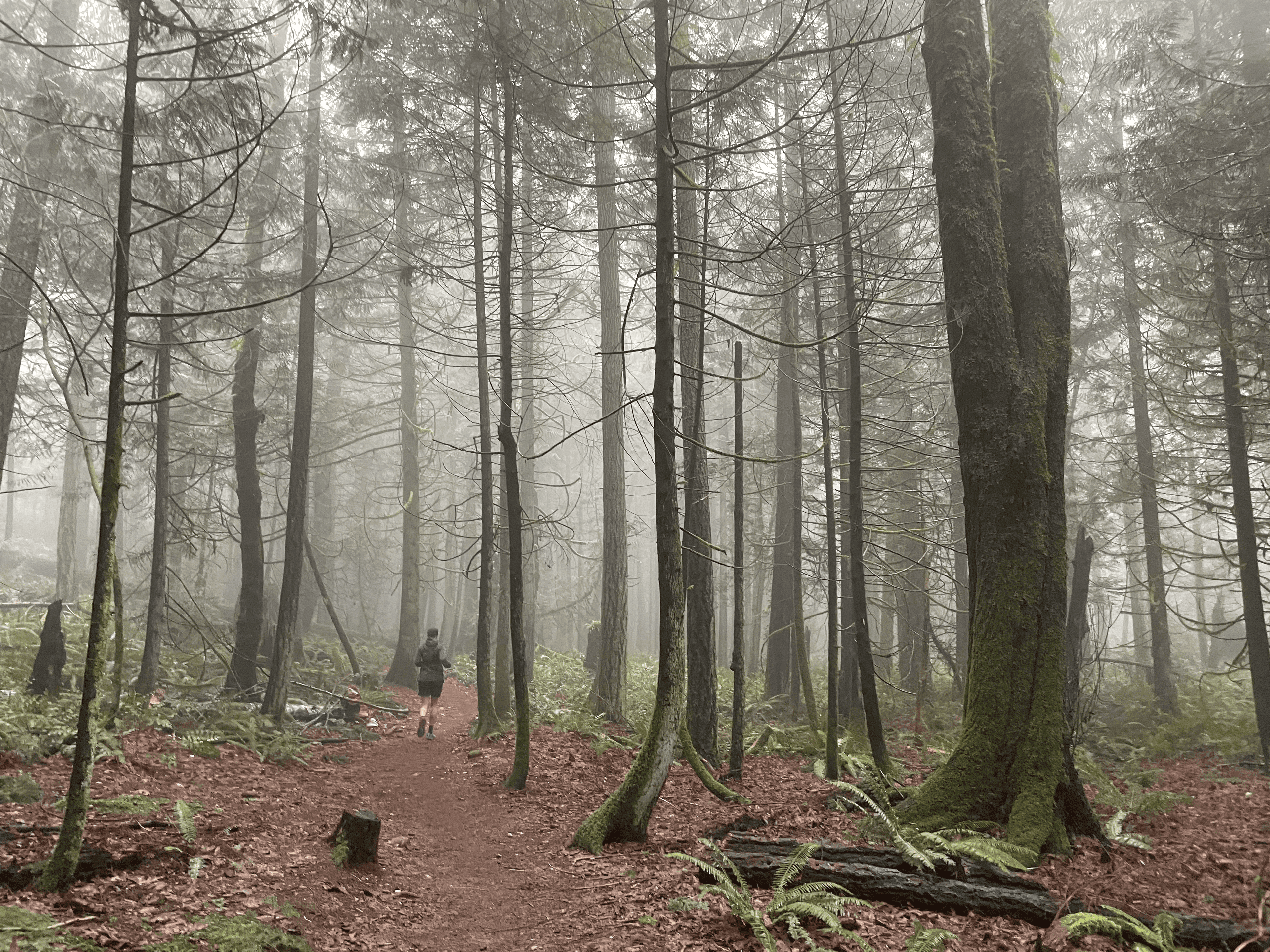 Issaquah Alps Trail Running Club