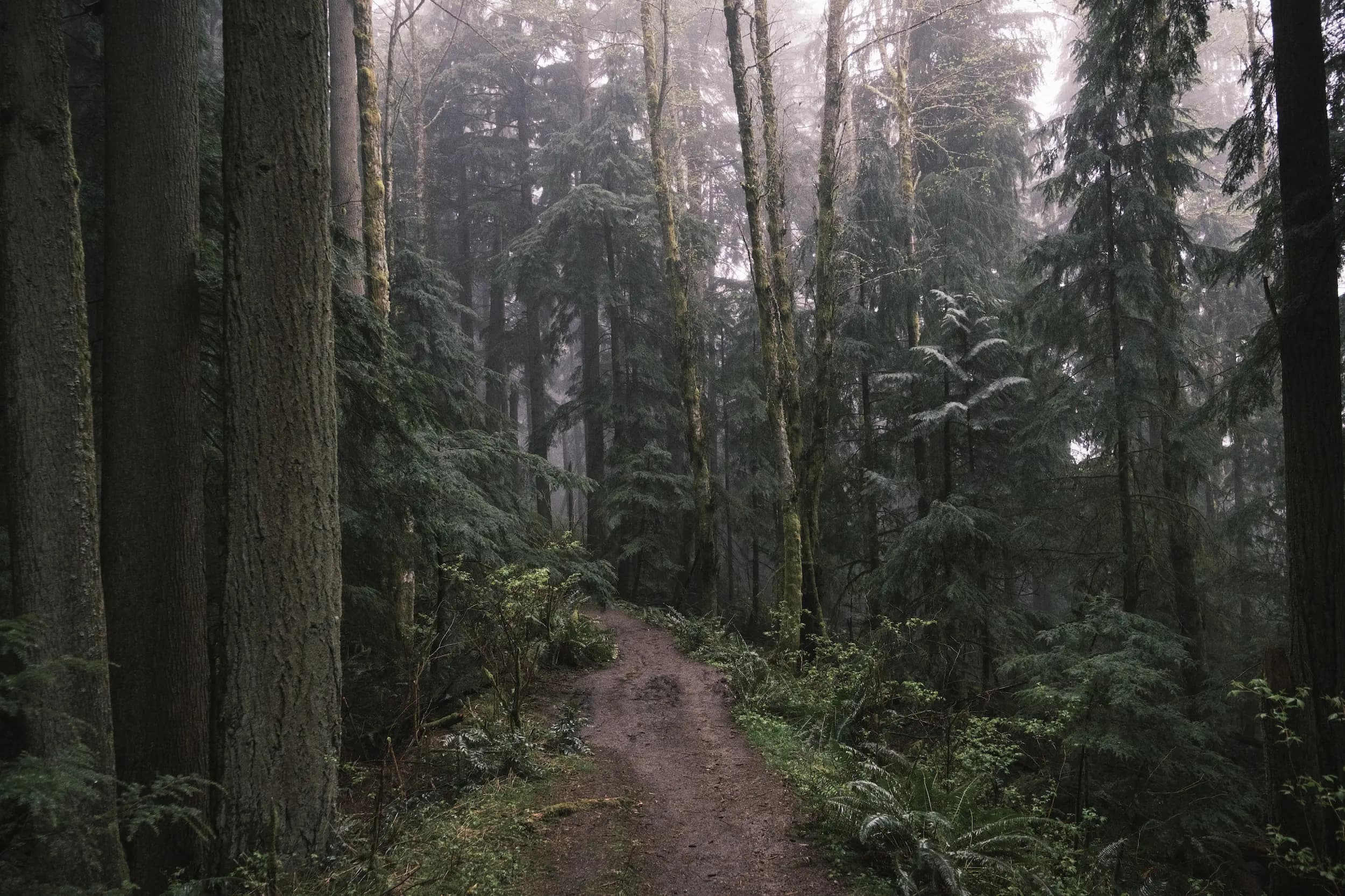 Squak Mountain
