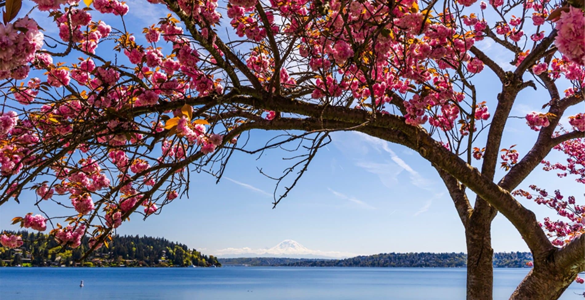 Seattle Cherry Blossom run