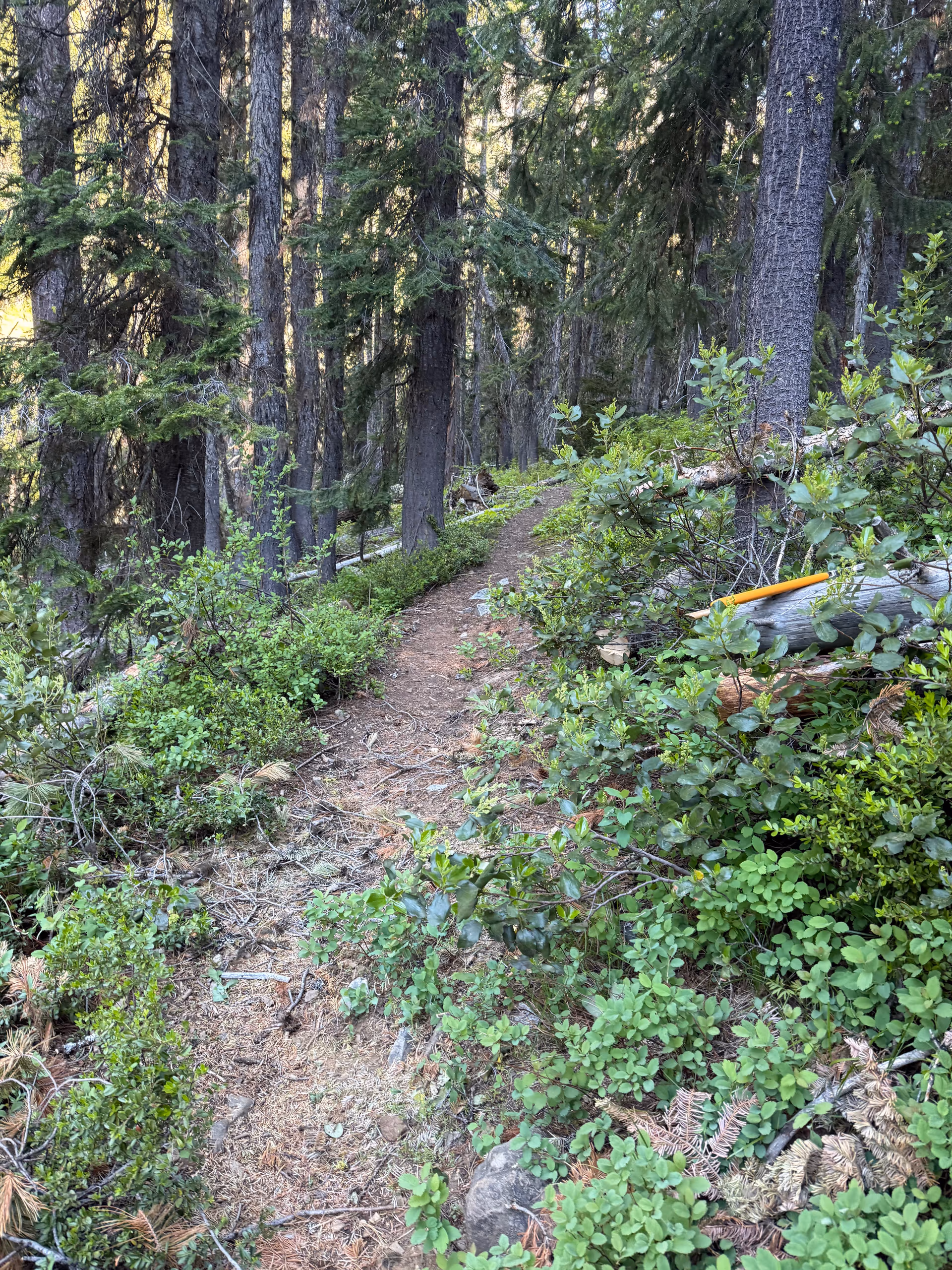 Trail cleared and open